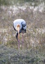 Painted stork Bird eating Fish Royalty Free Stock Photo