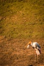 Painted stork bird with fish in beak ,  tropical sri lanka Royalty Free Stock Photo