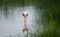 Painted Stork Bird with Fish Royalty Free Stock Photo