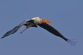 Painted stork bird are flying. natural, natyre, wallpaper Royalty Free Stock Photo