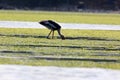 Painted stork bird