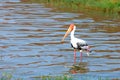 Painted stork Royalty Free Stock Photo