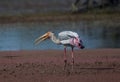 Painted stork bird Mycteria Leucocephala feeding or eating a fish in Bharatpur Royalty Free Stock Photo