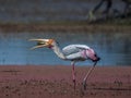 Painted stork bird Mycteria Leucocephala feeding or eating a fish in Bharatpur Royalty Free Stock Photo