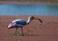 Painted stork bird Mycteria Leucocephala feeding or eating a fish in Bharatpur Royalty Free Stock Photo