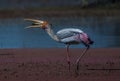 Painted stork bird Mycteria Leucocephala feeding or eating a fish in Bharatpur Royalty Free Stock Photo