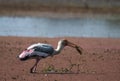 Painted stork bird Mycteria Leucocephala feeding or eating a fish in Bharatpur Royalty Free Stock Photo