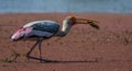 Painted stork bird Mycteria Leucocephala feeding or eating a fish in Bharatpur Royalty Free Stock Photo