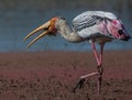 Painted stork bird Mycteria Leucocephala feeding or eating a fish in Bharatpur Royalty Free Stock Photo