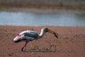 Painted stork bird Mycteria Leucocephala feeding or eating a fish in Bharatpur Royalty Free Stock Photo