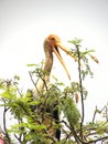 Painted stork bird, Mycteria leucocephala on a tree Royalty Free Stock Photo