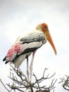 Painted stork bird nesting on a tree Royalty Free Stock Photo