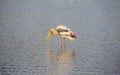 Painted stork bird with open beak Royalty Free Stock Photo