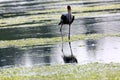 Painted stork bird Royalty Free Stock Photo