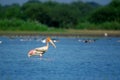 Painted stork in lake Royalty Free Stock Photo