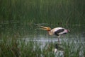 Painted Stork with Fish Royalty Free Stock Photo