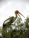 Painted stork bird in the tree with open yellow beak Royalty Free Stock Photo