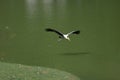 The Painted Stork bird (Mycteria leucocephala) is flying on the river Royalty Free Stock Photo