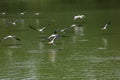 The Painted Stork bird (Mycteria leucocephala) is flying on the river Royalty Free Stock Photo