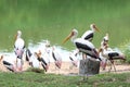 The Painted Stork bird (Mycteria leucocephala) in garden