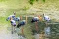 Painted Stork