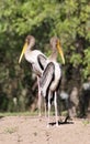 Painted stork couple Royalty Free Stock Photo