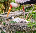 Painted stork family at nest