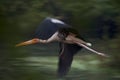 Painted stork in flight with blurred wings