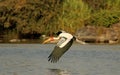 Painted stork in flight, Mycteria leucocephala, Ranganathittu Bird Sanctuary, Karnataka, India Royalty Free Stock Photo