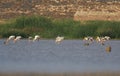 Painted stork flocks