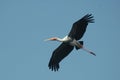 Painted Stork flying in the sky Royalty Free Stock Photo