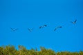 Painted Stork flying freedom on on the Sky. Royalty Free Stock Photo