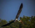 A painted Stork flying over Royalty Free Stock Photo