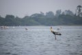 A Painted Stork found sishing standing all alone with flamingos at background