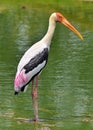 Painted stork in green water pond. Royalty Free Stock Photo