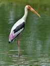 Painted stork in green water pond. Royalty Free Stock Photo