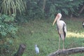 Painted stork in green water pond. The painted stork Mycteria leucocephala is a large wader in the stork family. Sri Lanka. Royalty Free Stock Photo