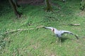 Painted stork in green water pond. The painted stork Mycteria leucocephala is a large wader in the stork family. Sri Lanka. Royalty Free Stock Photo