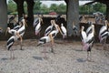 Painted Stork Group at Safari World Royalty Free Stock Photo