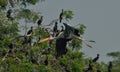 Painted stork in habitat . Royalty Free Stock Photo