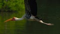 Painted stork in habitat . Royalty Free Stock Photo