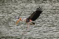 Painted stork with Heavy Yellow Beak in Flight under the Water Royalty Free Stock Photo