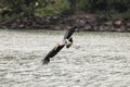 Painted stork with Heavy Yellow Beak in Flight under the Water Royalty Free Stock Photo