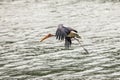 Painted stork with Heavy Yellow Beak in Flight under the Water Royalty Free Stock Photo