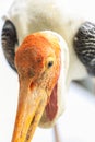 Painted stork with Heavy Yellow Beak Royalty Free Stock Photo