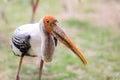 Painted stork with Heavy Yellow Beak Royalty Free Stock Photo