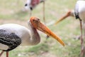 Painted stork with Heavy Yellow Beak Royalty Free Stock Photo