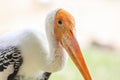 Painted stork with Heavy Yellow Beak Royalty Free Stock Photo