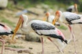 Painted stork with Heavy Yellow Beak Royalty Free Stock Photo