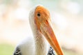 Painted stork with Heavy Yellow Beak Royalty Free Stock Photo